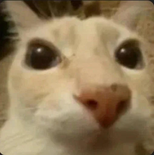 😼 Стикер «Ебланские наклеечки» для Telegram