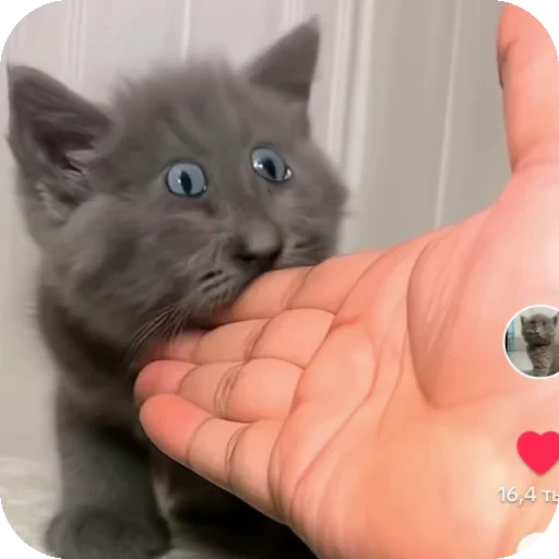👍 Стикер «Серый котик» для Telegram