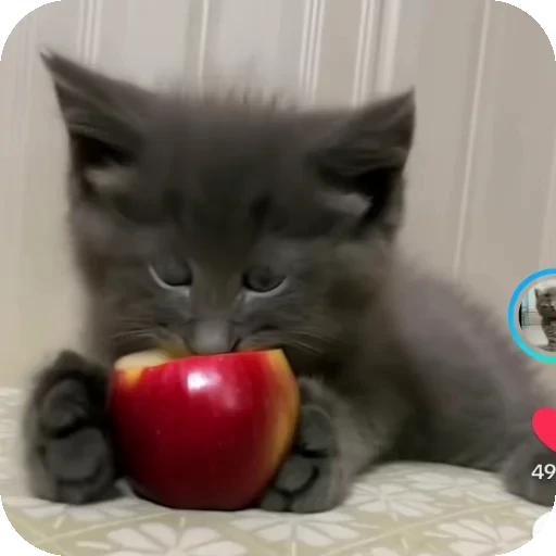 👍 Стикер «Серый котик» для Telegram