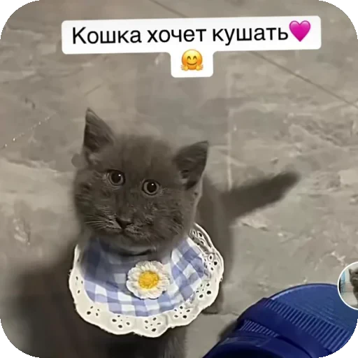 👍 Стикер «Серый котик» для Telegram