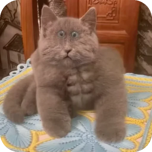 👍 Стикер «Серый котик» для Telegram