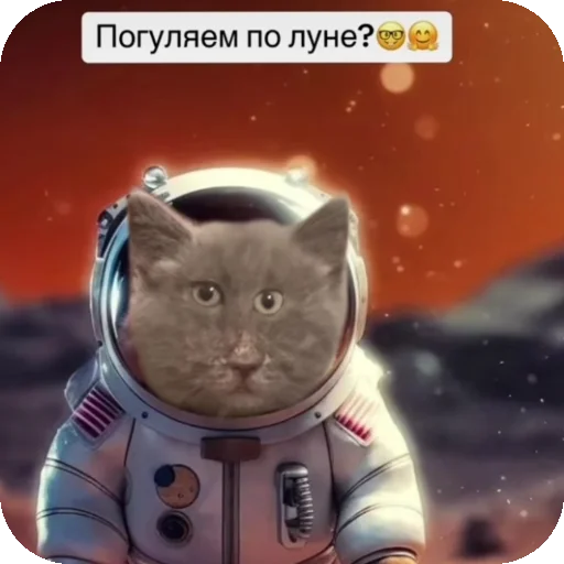 👍 Стикер «Серый котик» для Telegram