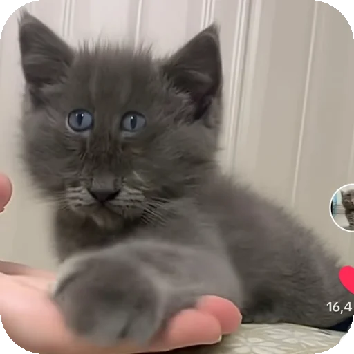 👍 Стикер «Серый котик» для Telegram