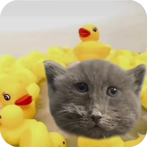 👍 Стикер «Серый котик» для Telegram