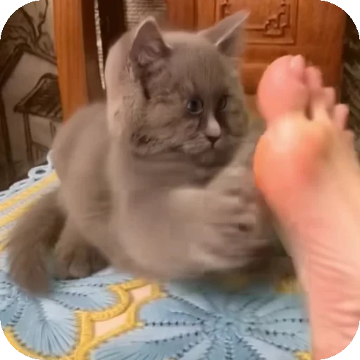 👍 Стикер «Серый котик» для Telegram