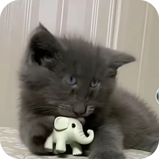 👍 Стикер «Серый котик» для Telegram
