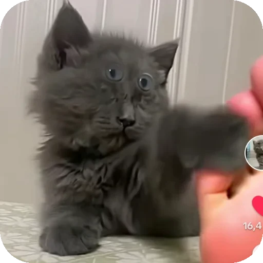 👍 Стикер «Серый котик» для Telegram