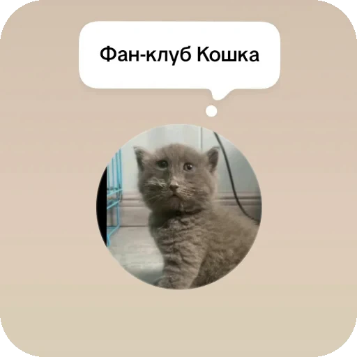 👍 Стикер «Серый котик» для Telegram