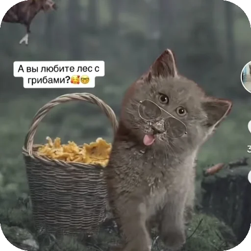 👍 Стикер «Серый котик» для Telegram