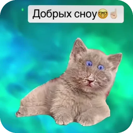 👍 Стикер «Серый котик» для Telegram