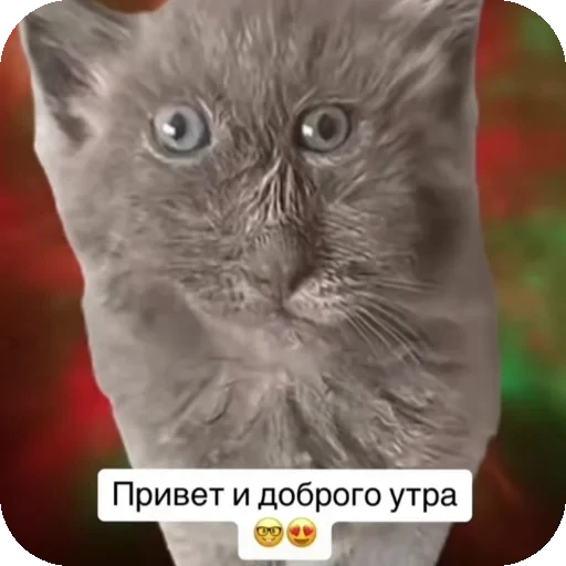 👍 Стикер «Серый котик» для Telegram