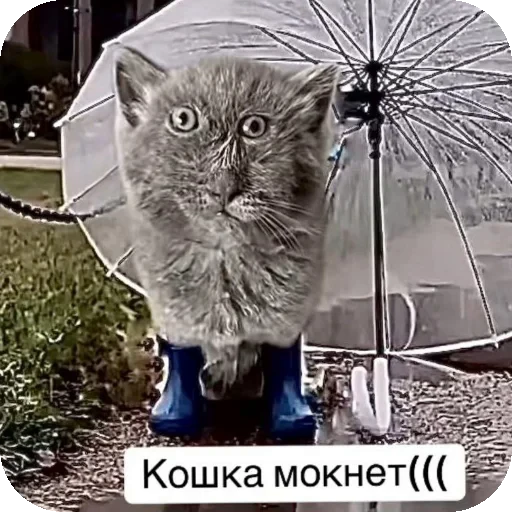 👍 Стикер «Серый котик» для Telegram