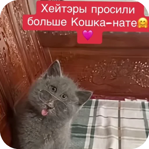 👍 Стикер «Серый котик» для Telegram