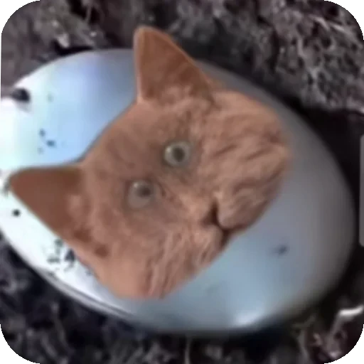 👍 Стикер «Серый котик» для Telegram