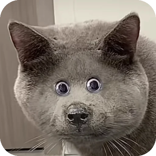 Стикерпак Серый котик для Telegram