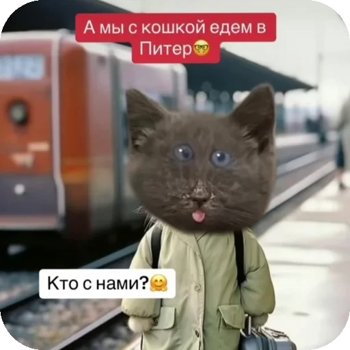 👍 Стикер «Серый котик» для Telegram