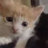 Стикер 39 Paired Cats