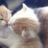 Стикер 42 Paired Cats