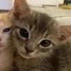 Стикер 12 Paired Cats
