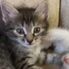 Стикер 45 Paired Cats
