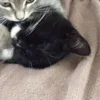Стикер 48 Paired Cats