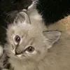 Стикер 22 Paired Cats