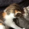 Стикер 13 Paired Cats