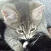 Стикер 47 Paired Cats