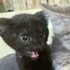 Стикер 25 Paired Cats