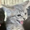 Стикер 26 Paired Cats