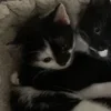Стикер 19 Paired Cats