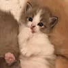 Стикер 18 Paired Cats