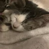 Стикер 24 Paired Cats