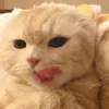 Стикер 51 Paired Cats