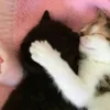 Стикер 35 Paired Cats