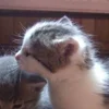 Стикер 44 Paired Cats