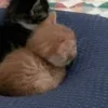Стикер 34 Paired Cats