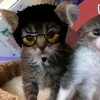 Стикер 31 Paired Cats