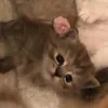 Стикер 17 Paired Cats