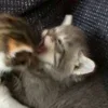 Стикер 14 Paired Cats