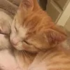 Стикер 10 Paired Cats