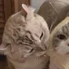 Стикер 53 Paired Cats