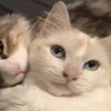 Стикер 6 Paired Cats