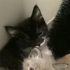 Стикер 21 Paired Cats