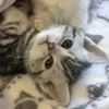 Стикер 8 Paired Cats