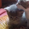 Стикер 43 Paired Cats