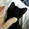 Стикер 30 Paired Cats