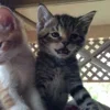 Стикер 28 Paired Cats