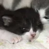 Стикер 49 Paired Cats