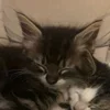 Стикер 23 Paired Cats